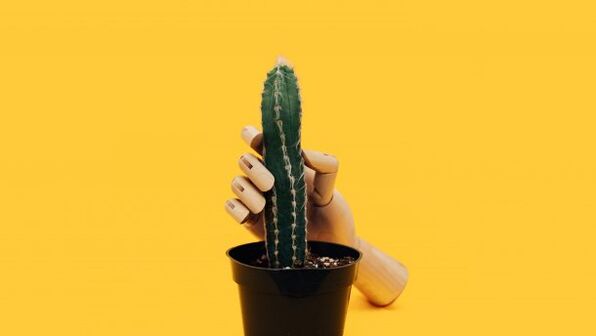 Penis thickness using the cactus example